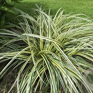 Carex 'Feather Falls' GM C5