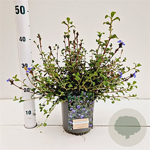 Ceratostigma griffithii 30-40 cm 2,5L