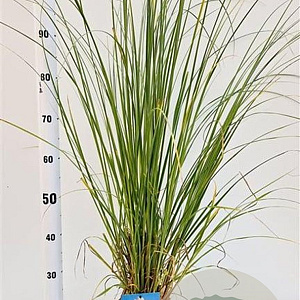 Cortaderia selloana 40-50 cm 2,5L