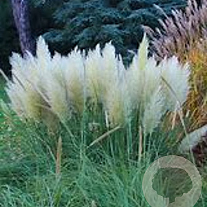 Cortaderia s. 'Splendid Star' GM C5