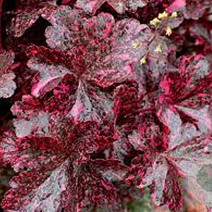 Heuchera 'Midnight Rose' GM P9