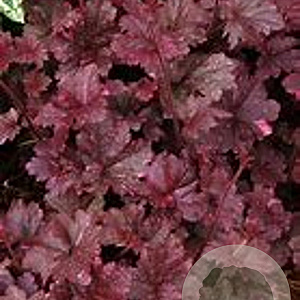 Heuchera 'Midnight Rose' GM P9