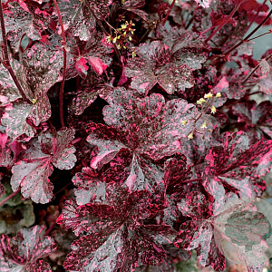 Heuchera 'Midnight Rose' GM P9