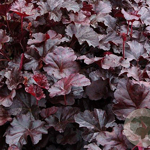 Heuchera 'Obsidian' GM P9