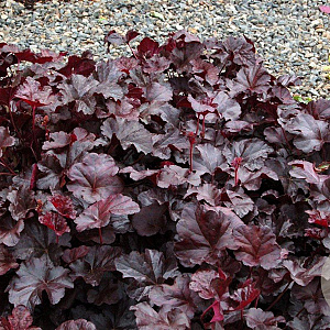 Heuchera 'Obsidian' GM P9