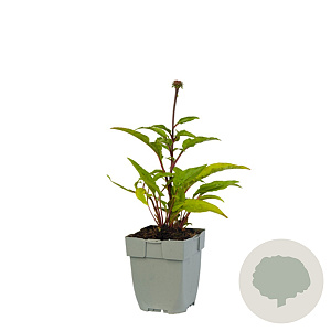 Echinacea purpurea 'Sensation Pink' GM  P11