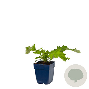 Echinops bannaticus 'Taplow Blue' GM  P11