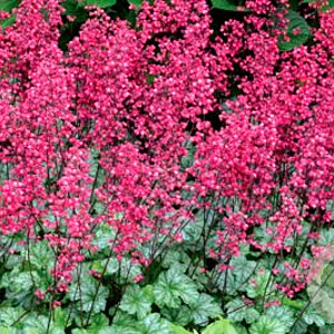 Heuchera 'Paris' GM P9