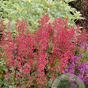 Heuchera 'Paris' GM P9