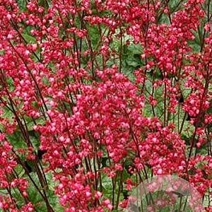 Heuchera 'Paris' GM P9