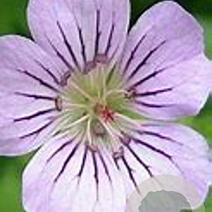 Geranium 'Karen Wouters' GM  P11