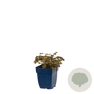 Geranium 'Sanne' GM  P11