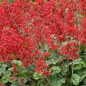 Heuchera 'Pluie de Feu' GM P9