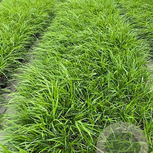 Hakonechloa macra GM 2,0L