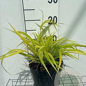 Hakonechloa macra 'All Gold' GM 2,0L