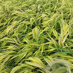 Hakonechloa macra 'Aureola' GM 2,0L