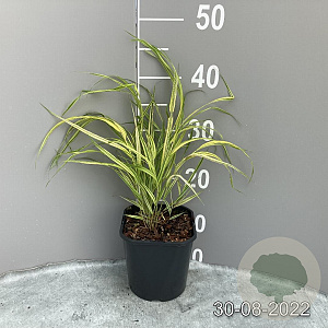Hakonechloa macra 'Aureola' GM 2,0L