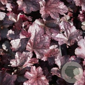 Heuchera 'Plum Pudding' GM P9