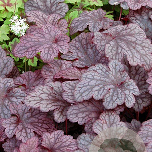 Heuchera 'Plum Pudding' GM P9