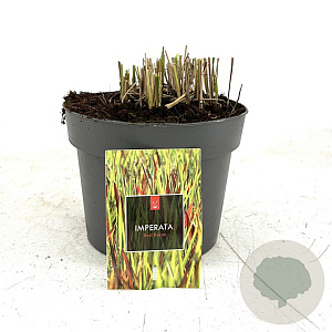 Imperata "Red Baron" GM 2,0L