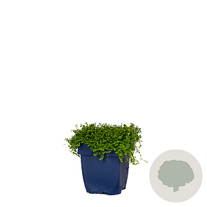 Isotoma fluviatilis 'Alba' GM  P11