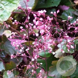 Heuchera 'Rachel' GM P9