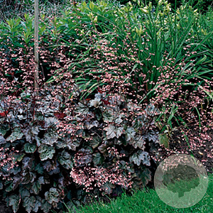 Heuchera 'Rachel' GM P9