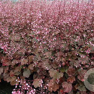 Heuchera 'Rachel' GM P9