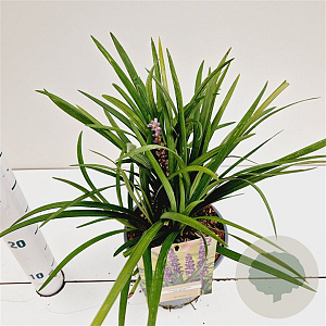 Liriope muscari 'Big Blue' 20-30 cm 2,0L
