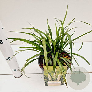 Liriope muscari 'Monroe White' 20-25 cm 2,0L