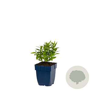 Lythrum 'Dropmore Purple' GM  P11