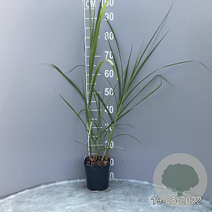 Miscanthus giganteus GM 2,0L