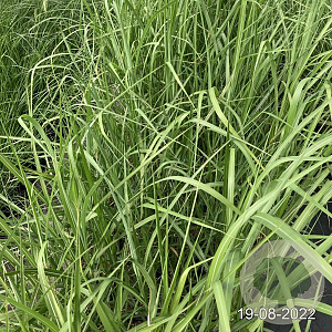 Miscanthus giganteus GM 2,0L