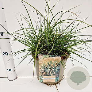 Miscanthus sinensis 'Yakushima Dwarf' 30-40 cm 4,0L