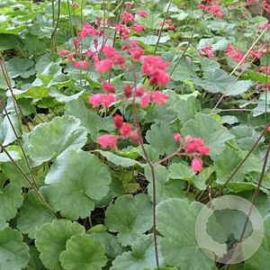 Heuchera sang. 'Leuchtkäfer' GM P9