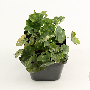 Heuchera sang. 'Leuchtkäfer' GM P9