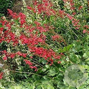 Heuchera sang. 'Leuchtkäfer' GM P9