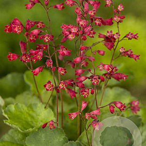 Heuchera sang. 'Leuchtkäfer' GM P9