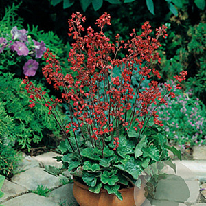 Heuchera sang. 'Leuchtkäfer' GM P9