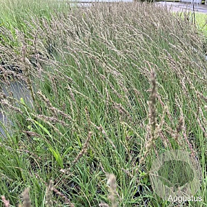 Molinia caerulea 'Moorhexe' GM 2,0L