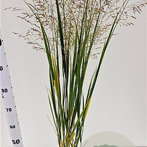 Panicum virgatum 'Northwind' 60-80 cm 2,5L