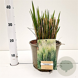 Panicum virgatum 'Northwind' gm 4,0L