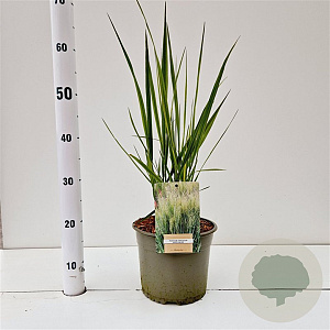 Panicum virgatum 'Northwind' gm 4,0L