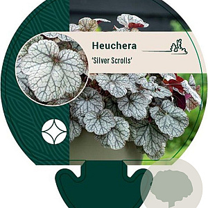 Heuchera 'Silver Scrolls' GM P9
