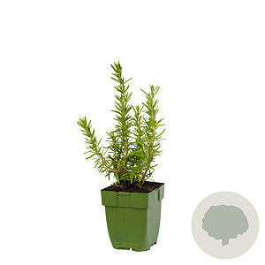 Rosmarinus officinalis GM  P11