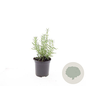Rosmarinus officinalis GM 1.5