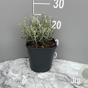 Santolina chamaecyparissus GM 2,0L