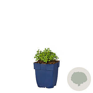 Sedum oreganum GM  P11