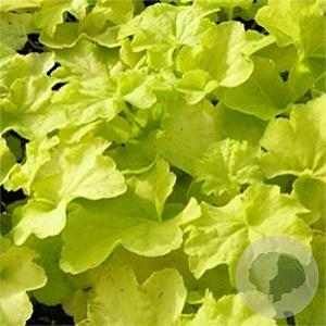 Heuchera 'Citronelle' GM P9