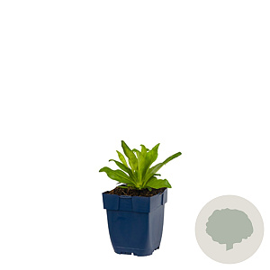 Veronica gentianoides GM  P11